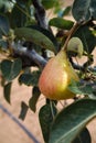 A pear in the pear tree in late summer Royalty Free Stock Photo