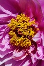 Detail of pink petals and yellow flower center of culture variety of Tree Peony Royalty Free Stock Photo