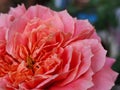 Detail pink and red petals of rose at close up Royalty Free Stock Photo