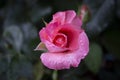 Detail of pink rose with dew drops