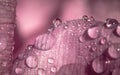 Detail of a pink rose petal with water drops Royalty Free Stock Photo