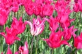 Detail of a pink striped lily tulip on a green background Royalty Free Stock Photo