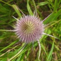 Close-up of a single teasel flower head