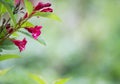 Detail of a pink trumpet bush Royalty Free Stock Photo