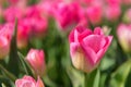 Detail pink tulips in field