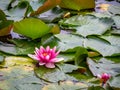 Detail of a pink water lily in a lake Royalty Free Stock Photo