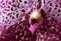Detail of pink, white and purple patchy flower center of decorative Vanda orchid, hybrid kind.