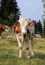 Detail on Pinzgauer cattle cow on meadows in the Austrian Alps. beautiful brown and white organizes the freshest grass without