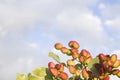 Detail of pistachio fruits growing in the tree Royalty Free Stock Photo