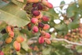 Detail of pistacia vera fruits Royalty Free Stock Photo