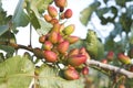 Detail of pistacia vera plant with fruits Royalty Free Stock Photo