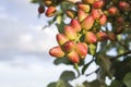 Detail of pistacia vera red fruits Royalty Free Stock Photo