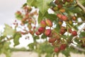 Detail of pistacia vera red fruits in the tree