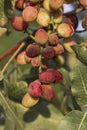 Detail of pistacia vera red ripe fruits Royalty Free Stock Photo