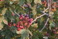 Detail of pistacia vera red ripe fruits Royalty Free Stock Photo