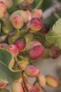 Detail of pistiacia vera red fruits growing in the tree Royalty Free Stock Photo