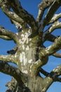 Detail of a plane tree