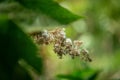 Detail of a plant leaf from the Atlantic Forest