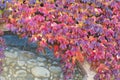 Detail of a plant Parthenocissus in autumn