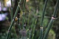 Detail of Scouring-rush horsetail plant with small snail on stalk Royalty Free Stock Photo