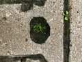 Plant sprouted from the concrete.