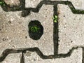 Plant sprouted from the concrete.