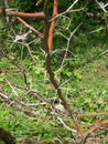 Detail of plant with thorns on green background, thorn concept