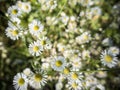 Detail of a plant.