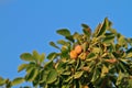 Plum tree branch Royalty Free Stock Photo