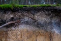 Detail of podzol soil Royalty Free Stock Photo