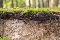 detail of podzol soil Royalty Free Stock Photo