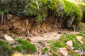 detail of podzol soil Royalty Free Stock Photo