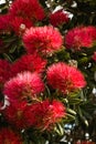 Detail of Pohutukawa flowers