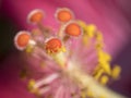 Detail of pollen granules sticking to the delicate hairs of a Hibiscus flower stigma against a dreamy pink background Royalty Free Stock Photo