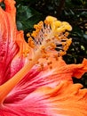 Detail of Red and Yellow Hibiscus Flower in Garden Royalty Free Stock Photo