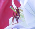 Detail of the pollen in the middle of the lily flower, close-up macro photo. emotional and romantic feelings.