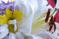 Detail of the pollen in the middle of the lily flower, close-up macro photo. emotional and romantic feelings.