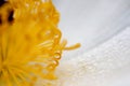Detail of Pollen in Water Droplets on White Flower Petal Royalty Free Stock Photo