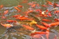 Red goldfishes in a pond Royalty Free Stock Photo