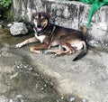 Poor alone homeless dog lay down on dirty concrete ground Royalty Free Stock Photo