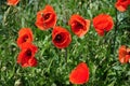 Detail of a poppy flower