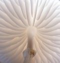 Detail of a Porceline mushroom.