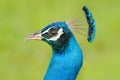 Detail portrait of beautiful bird. Indian Peafowl, Pavo cristatus, Close-up head portrait, blue and green exotic bird from India a Royalty Free Stock Photo