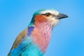 Detail portrait of beautiful bird. Lilac-breasted roller, Coracias caudatus, head with blue sky. Pink and blue animal from nature.