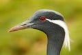 Detail portrait of beautiful crane. Bird in green nature habitat, India, Asia. Wildlife scene from nature. crane portrait. Royalty Free Stock Photo