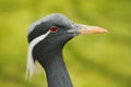 Detail portrait of beautiful crane. Bird in green nature habitat, India, Asia. Wildlife scene from nature. crane portrait. Royalty Free Stock Photo