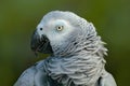 Detail portrait of beautiful grey parrot. African Grey Parrot, Psittacus erithacus, sitting on the branch, Africa. Bird from the