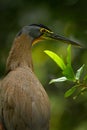 Detail portrait of beautiful heron. Bare-throated Tiger-Heron, Tigrisoma mexicanum, in nature green vegetation. Action wildlife sc