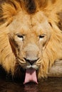 Detail portrait of big male African lion, Panthera leo, drinking water, Kalahari, South Africa Royalty Free Stock Photo