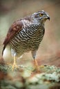 Detail portrait, birds of prey Goshawk sitting on the branch in the fallen larch forest during autumn, Sweden Royalty Free Stock Photo